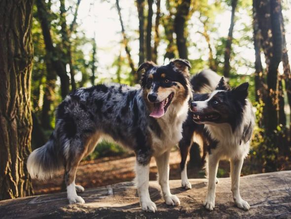 Imagem - 8 diferenças entre as raças border collie e pastor australiano 