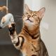 Imagem - Veja como identificar e reduzir o estresse nos gatos