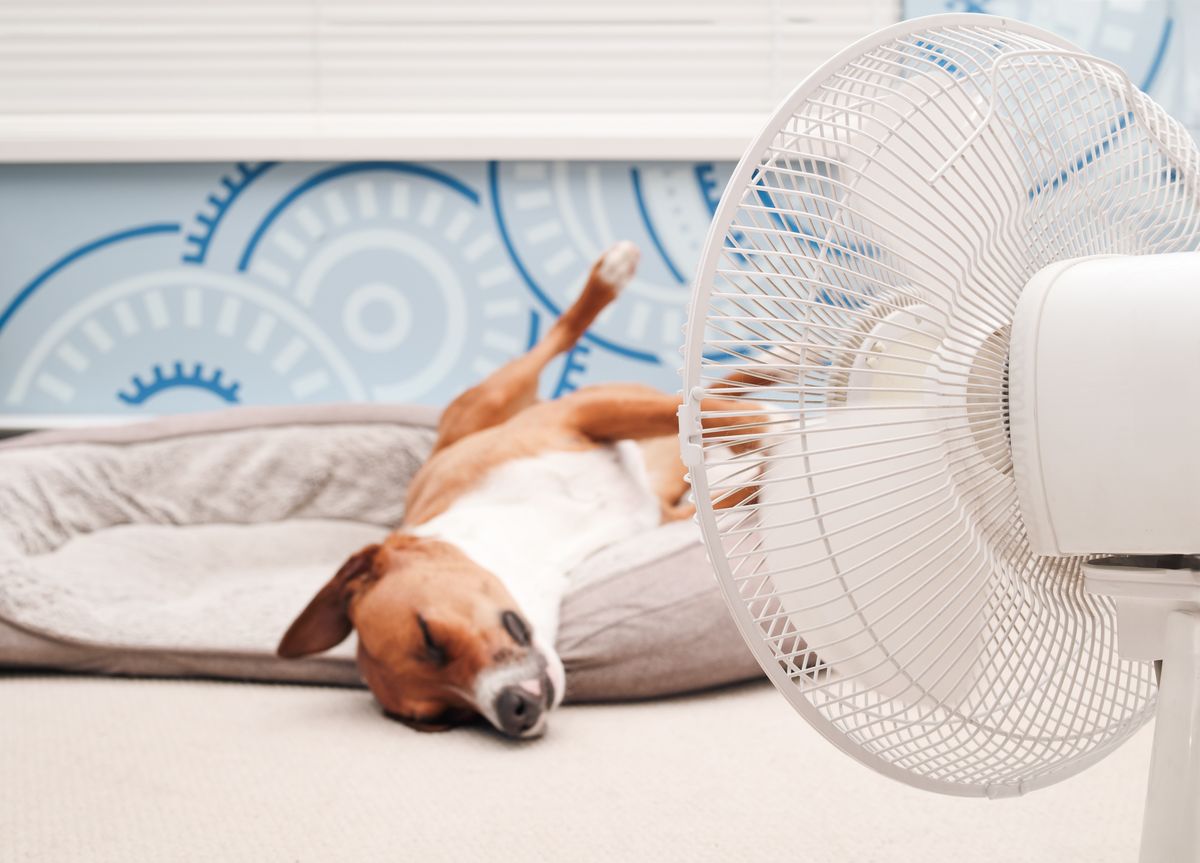 Cão se refrescando no verão