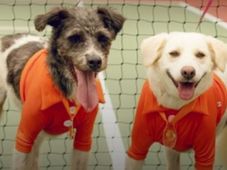 Imagem - Gandulas serão substituídos por cachorrinhos pegando as bolas do Rio Open