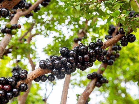 Imagem - 7 benefícios da jabuticaba para a saúde e como usá-la