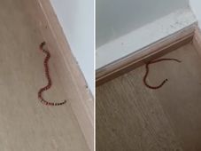 Imagem - Família encontra ninho com cobras venenosas em sofá na sala; bebê estava em casa