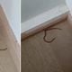 Imagem - Família encontra ninho com cobras venenosas em sofá na sala; bebê estava em casa