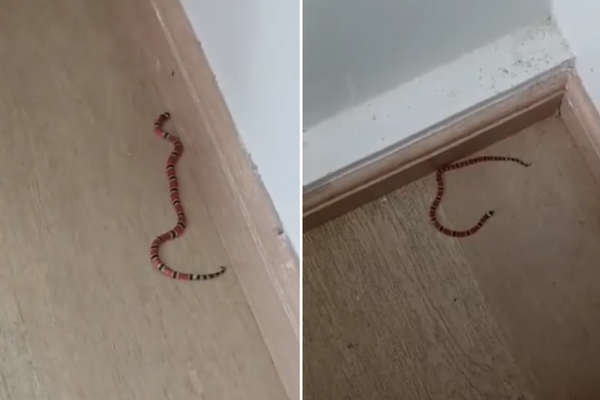 Cobras são encontradas dentro de casa