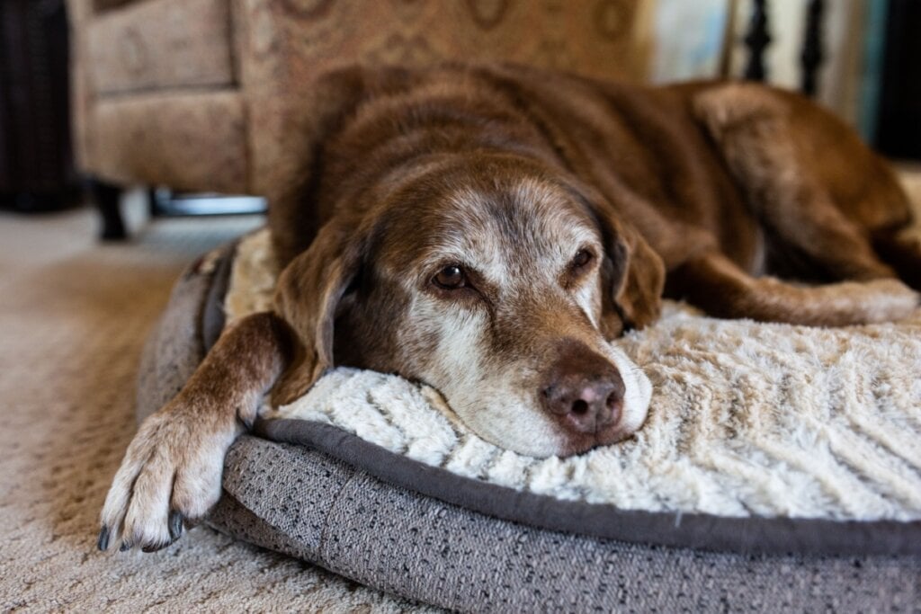 Os cachorros de grande porte podem desenvolver artrite na velhice (Imagem: Cavan-Images | Shutterstock) 