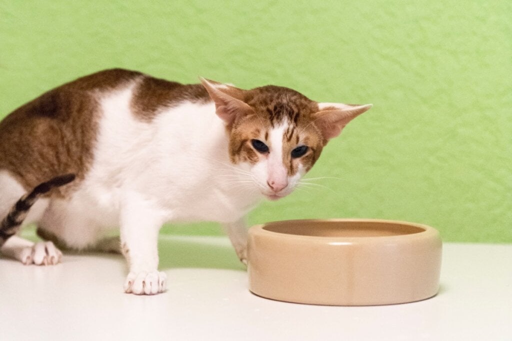 O oriental shorthair precisa de uma alimentação equilibrada para manter a energia e a musculatura em boas condições (Imagem: Heidi Bollich | Shutterstock)