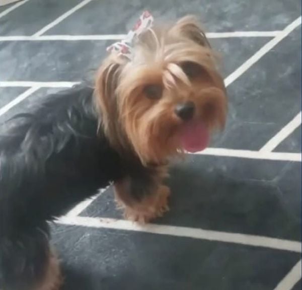 Vizinha usa caixa de papelão para salvar cachorro que caía de janela; veja vídeo