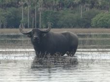 Imagem - Os cinco mil búfalos selvagens que ameaçam reserva na Amazônia