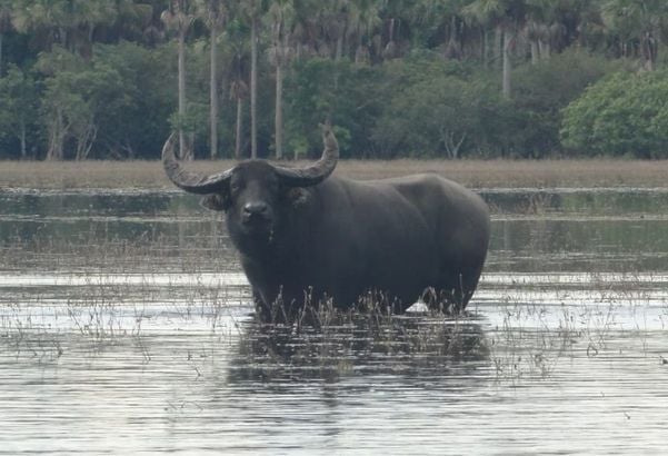 Búfalos estão devastando reserva biológica em Rondônia.