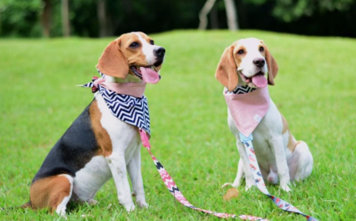 Cães são ótima companhia