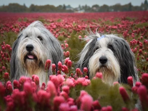 Imagem - 4 características do cachorro da raça bearded collie 