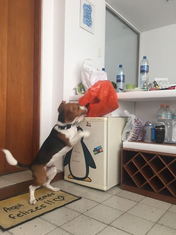 Beagles são bem bagunceiros