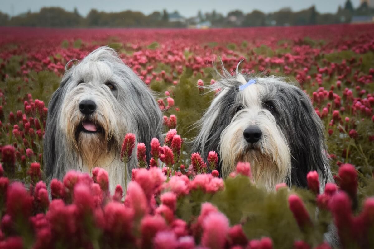 O bearded collie é uma raça antiga e muito inteligente (Imagem: dodafoto | Shutterstock) 