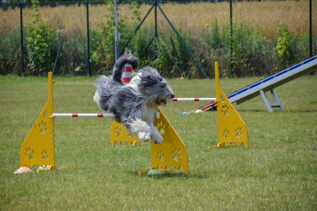 O bearded collie precisa de exercícios físicos regulares para manter a musculatura forte (Imagem: dodafoto | Shutterstock) 