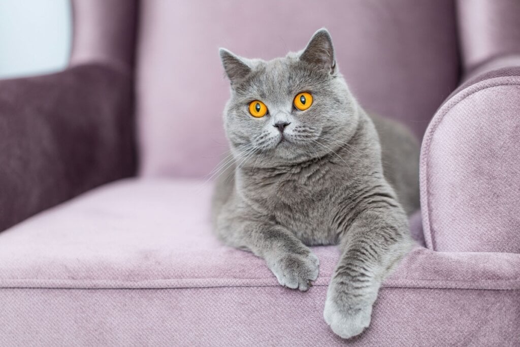 A cabeça do british shorthair é arredondada, enquanto o chartreux possui uma cabeça em formato de trapézio invertido (Imagem: FotoMirta | Shutterstock) 