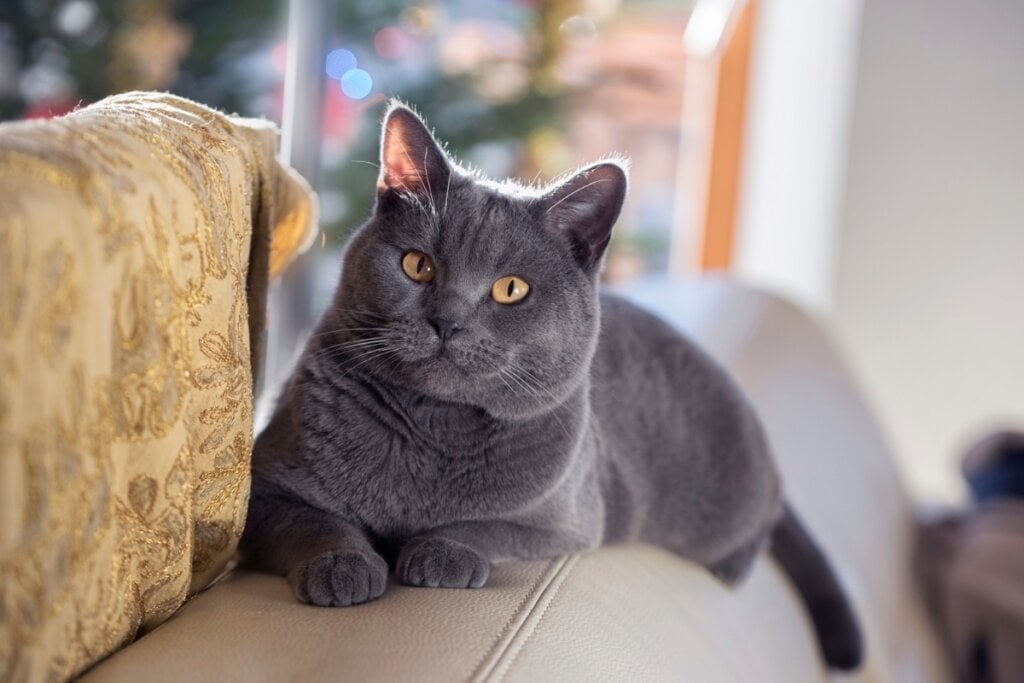 O chartreux tem olhos cor âmbar ou cobre intenso (Imagem: Katniss studio | Shutterstock)