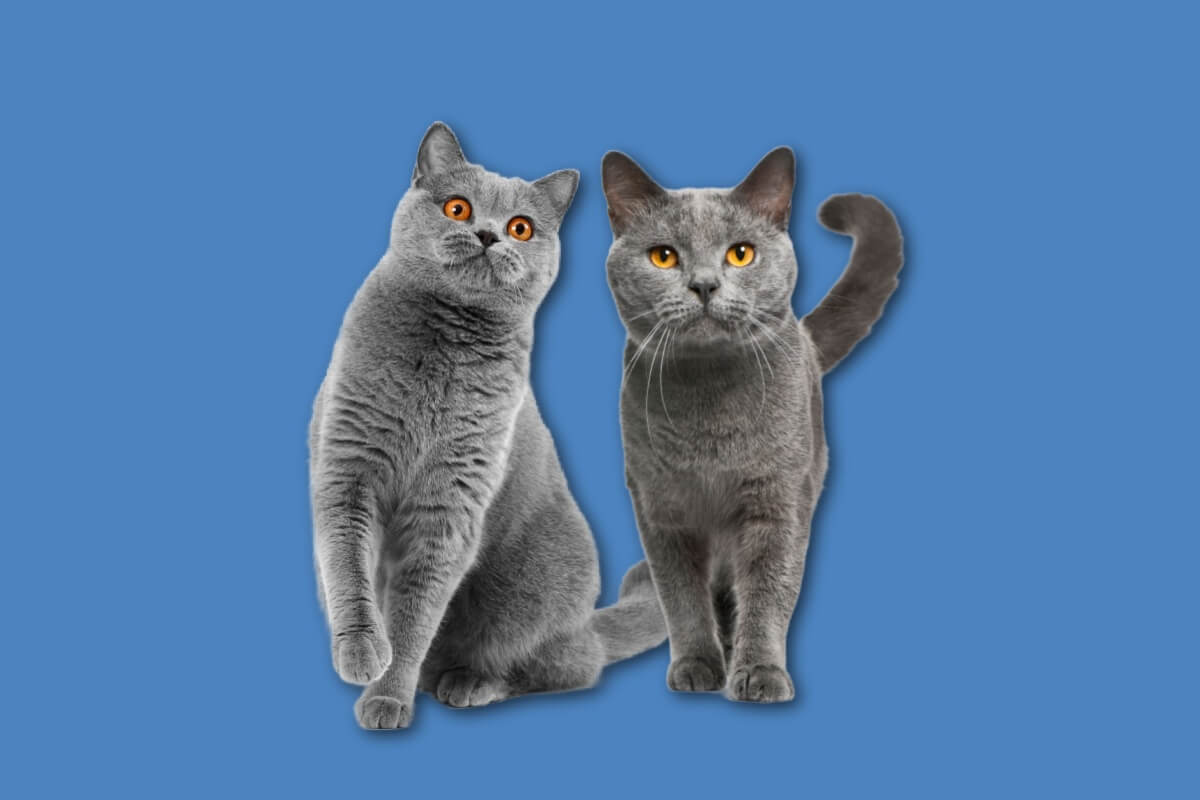 Os gatos british shorthair e chartreux diferem em diversos aspectos (Imagem: Zulkarnieiev Denis e Eric Isselee | Shutterstock)