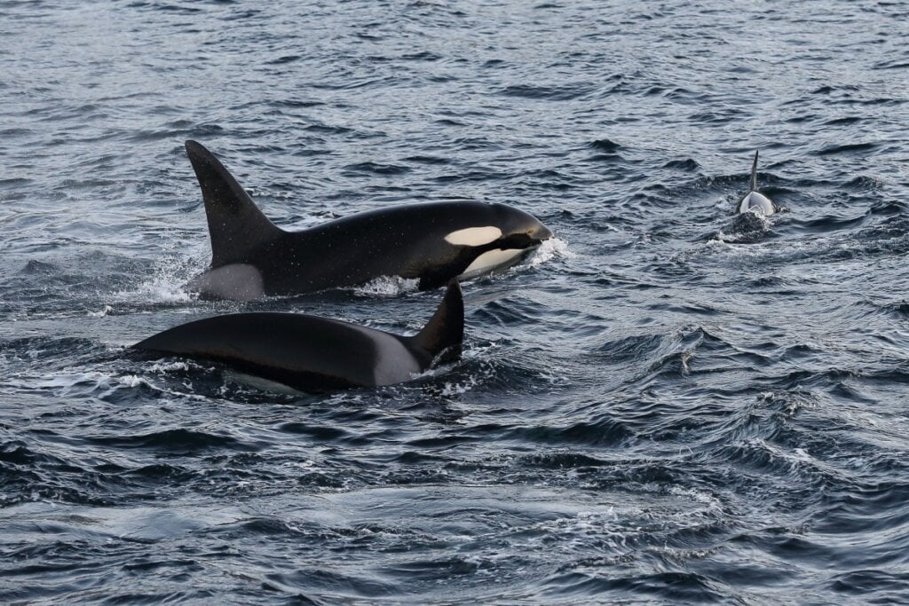 A cooperação e a inteligência da orca a posiciona no topo da cadeia alimentar marinha (Imagem: Alessandro De Maddalena | Shutterstock)