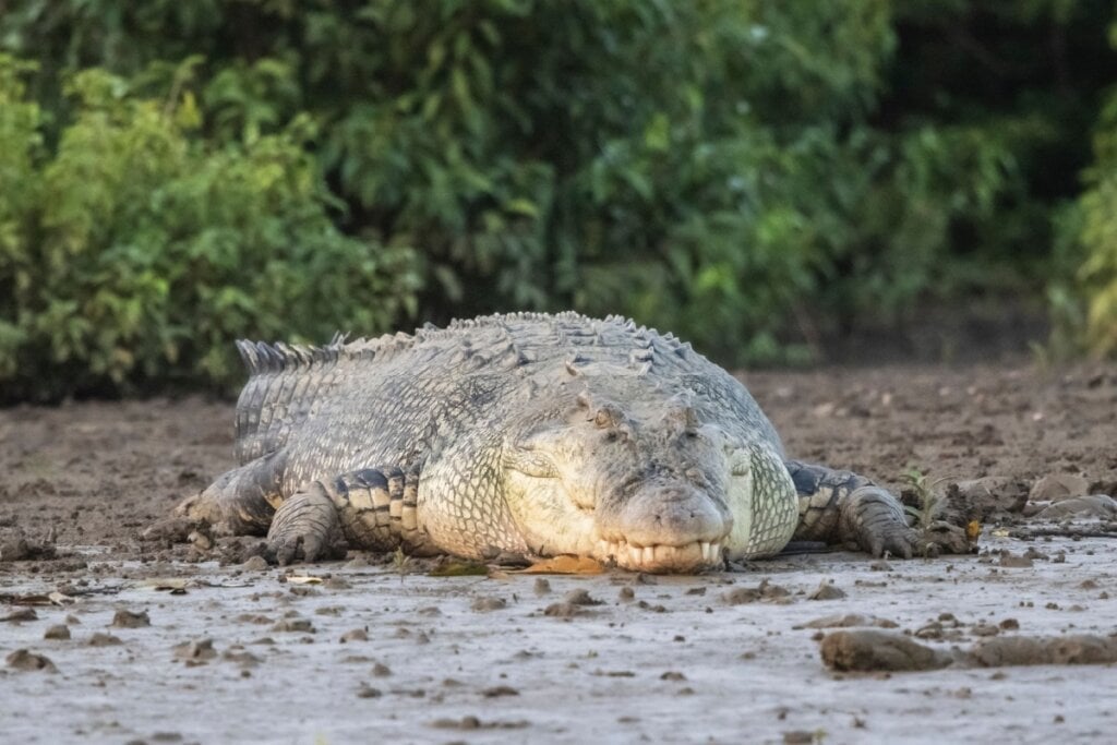 O crocodilo-de-água-salgada ataca as vítimas com uma rapidez surpreendente (Imagem: sushil kumudini chicane | Shutterstock)