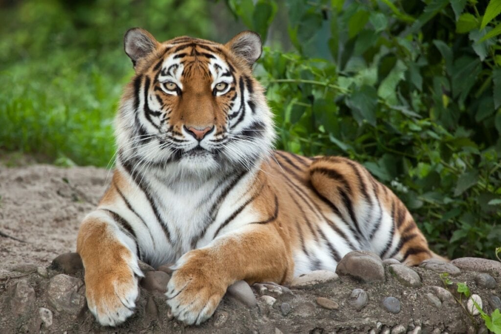 O tigre-siberiano utiliza sua força e agilidade para abater presas maiores que ele próprio (Imagem: Vladimir Wrangel | Shutterstock) 