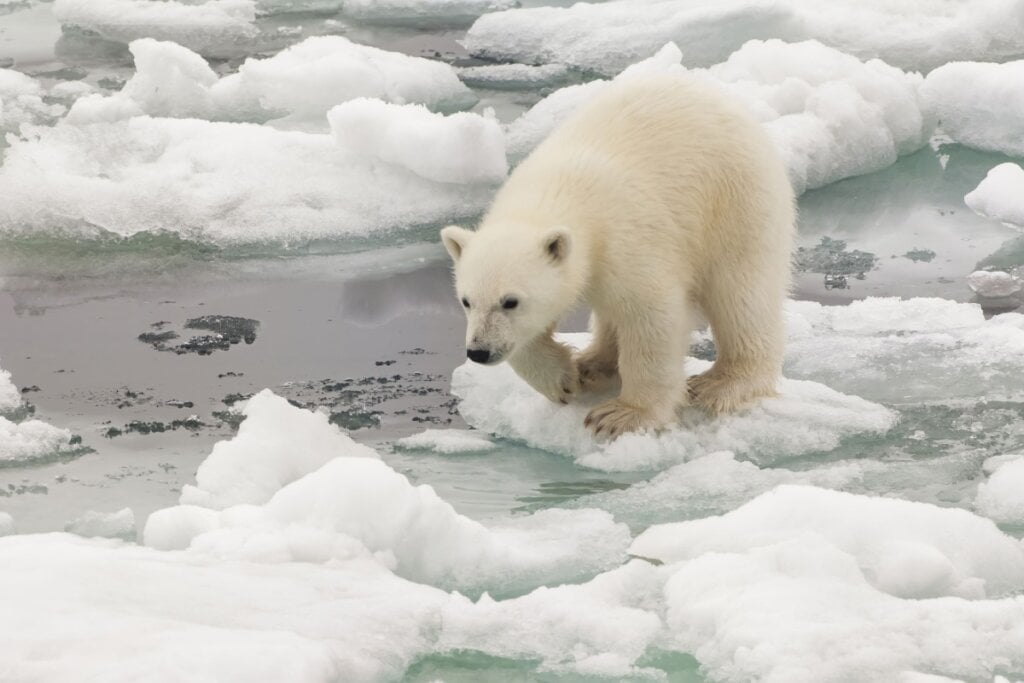 O urso-polar é um excelente nadador e o maior carnívoro terrestre (Imagem: GTW | Shutterstock) 