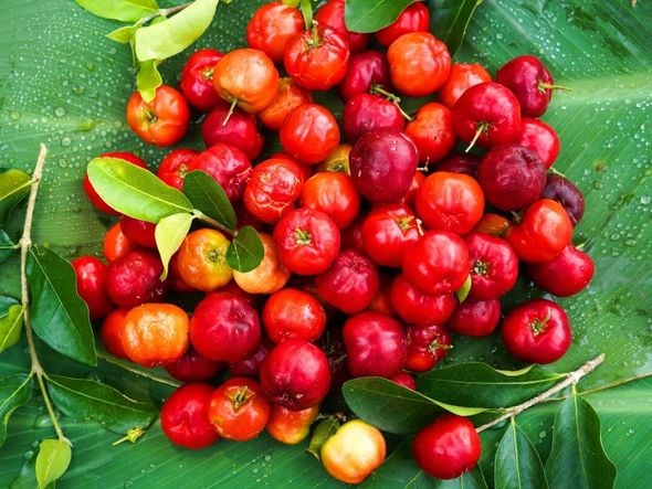 Imagem - 6 benefícios da acerola para a saúde e como usá-la