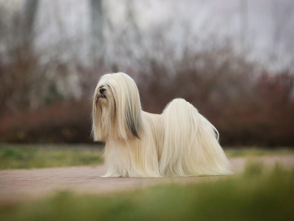 Imagem - 7 raças de cachorro pequenas e peludas