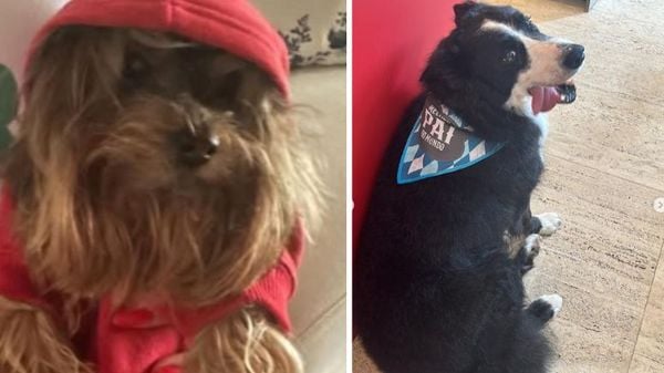 Cães morreram num curto intervalo de tempo