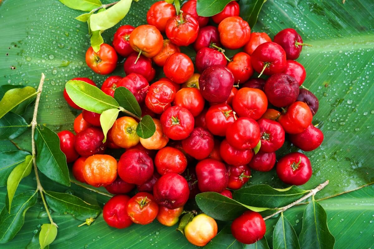 A acerola é uma excelente fonte de vitamina C (Imagem: Mr.Somchai Sukkasem | Shutterstock)