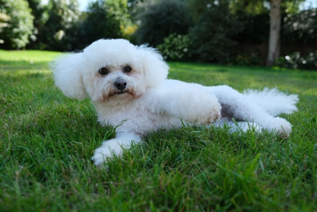 Adaptável e cheio de vida, o bichon frisé adora interagir e se dá bem com crianças e outros animais (Imagem: Matthew Nichols1 | Shutterstock)