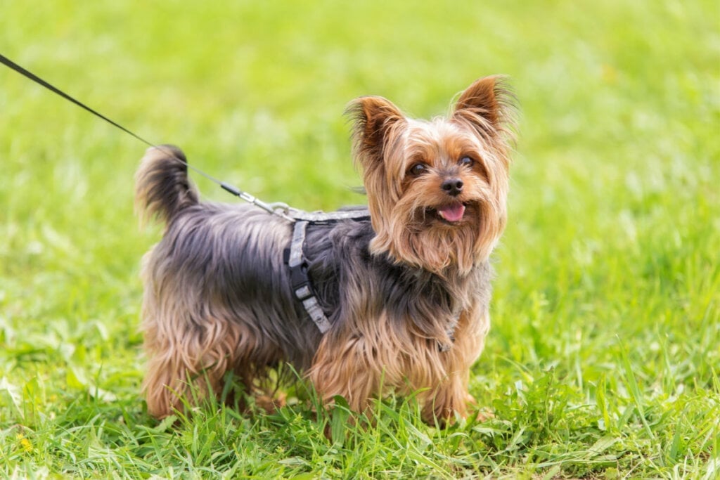 Destemido e cheio de energia, o yorkshire terrier combina tamanho compacto com grande personalidade (Imagem: SasaStock | Shutterstock)