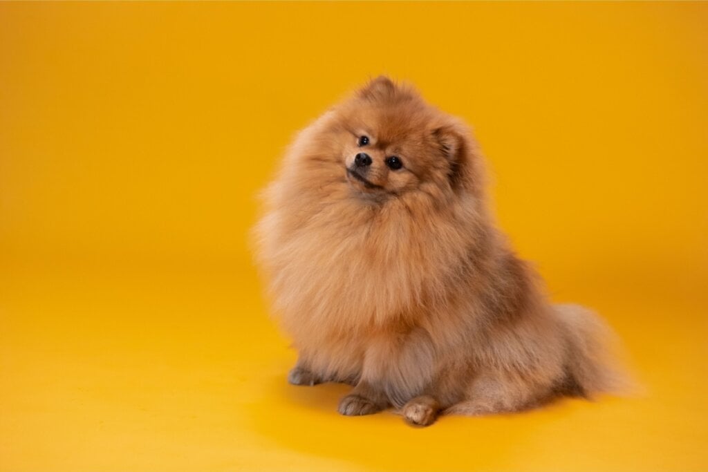 O lulu da pomerânia se destaca pelo pelo volumoso e pela personalidade animada e brincalhona (Imagem: Erika.Mendes | Shutterstock)