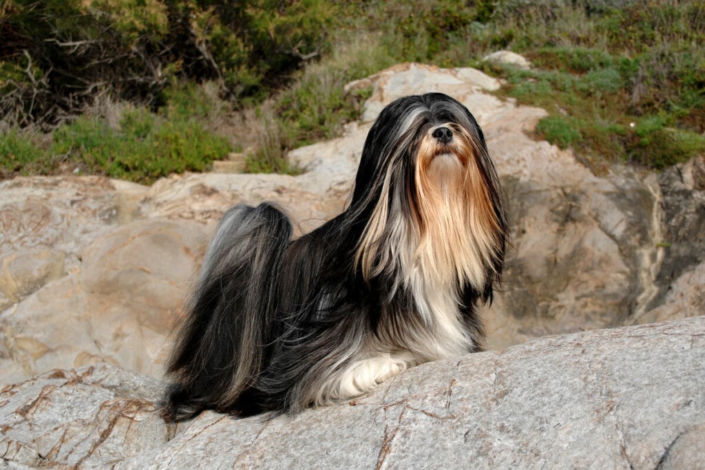 Originário do Tibete, o lhasa apso é independente e leal ao tutor (Imagem: Ricantimages | Shutterstock)