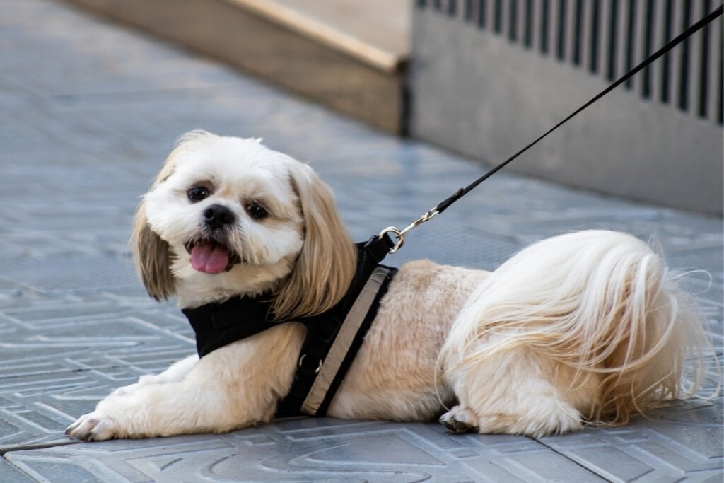 Pequeno e encantador, o shih tzu tem pelagem longa e sedosa, além de um temperamento dócil e afetuoso (Imagem: RumiSYada | Shutterstock)