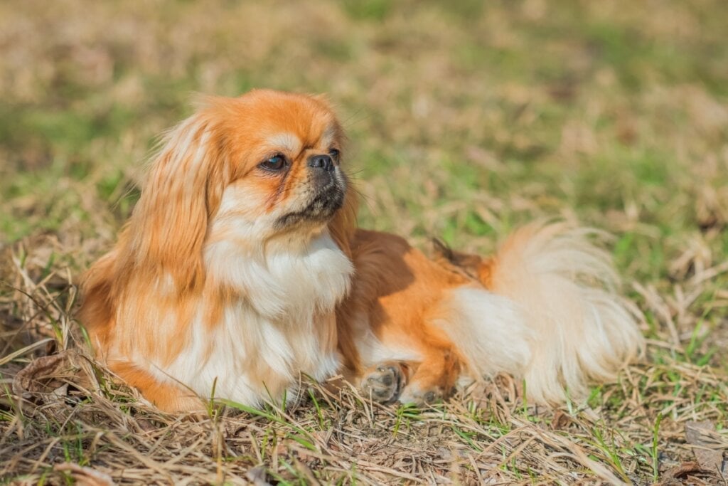 Pequeno, mas de grande personalidade, o pequinês tem uma origem nobre e um forte instinto de lealdade (Imagem: T.Den_Team | Shutterstock)