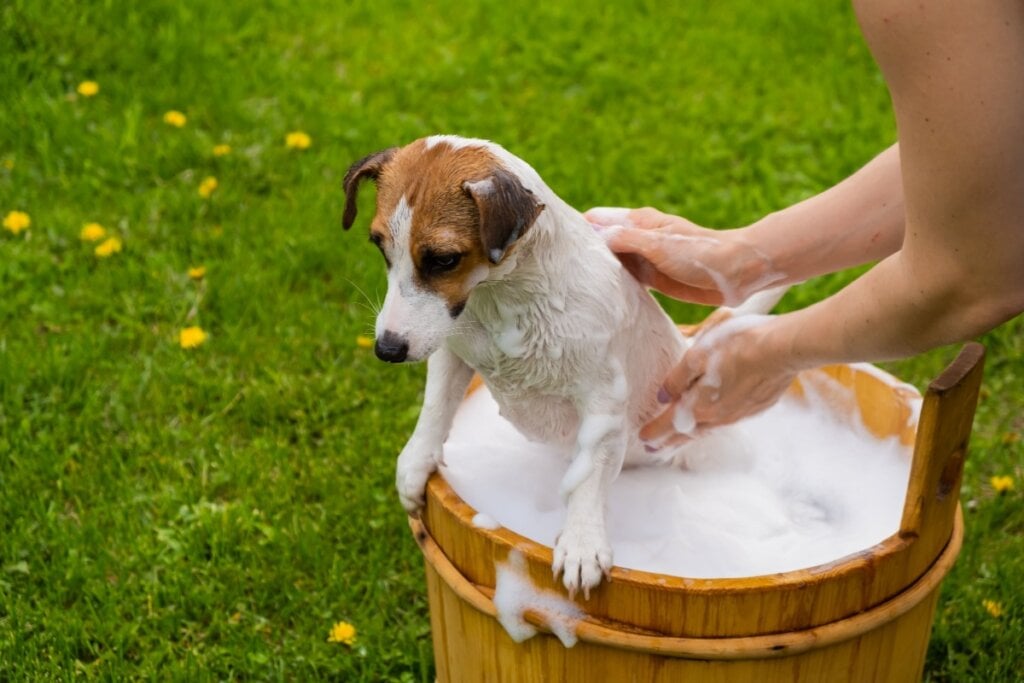 A cabeça e os ouvidos dos cachorros não devem ser molhados diretamente (Imagem: Reshetnikov_art | Shutterstock) 