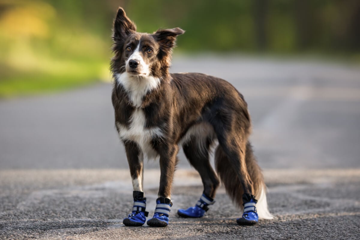 Os sapatos ajudam a proteger as patas dos cachorros (Imagem: otsphoto | Shutterstock)
