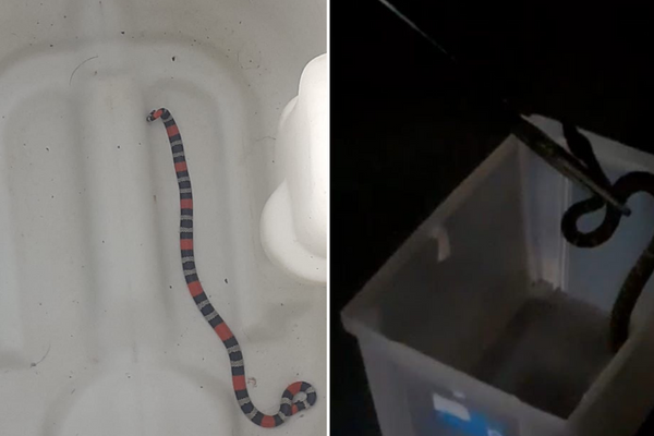 PM realiza, em um único dia, a captura de seis serpentes em Salvador