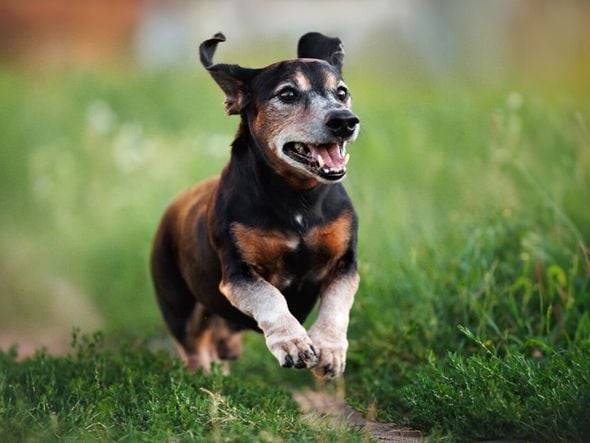 Imagem - 7 mitos comuns sobre cachorros idosos