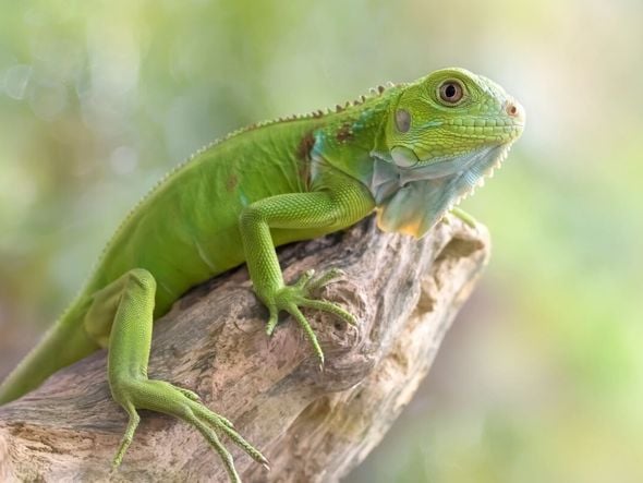 Imagem - 4 cuidados essenciais com animais silvestres de estimação