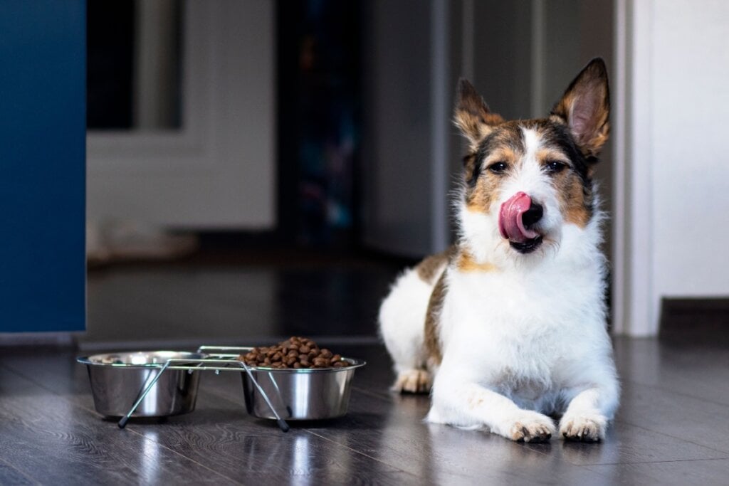 Cães idosos possuem necessidades nutricionais específicas (Imagem: Daria Lixovetckay | Shutterstock)