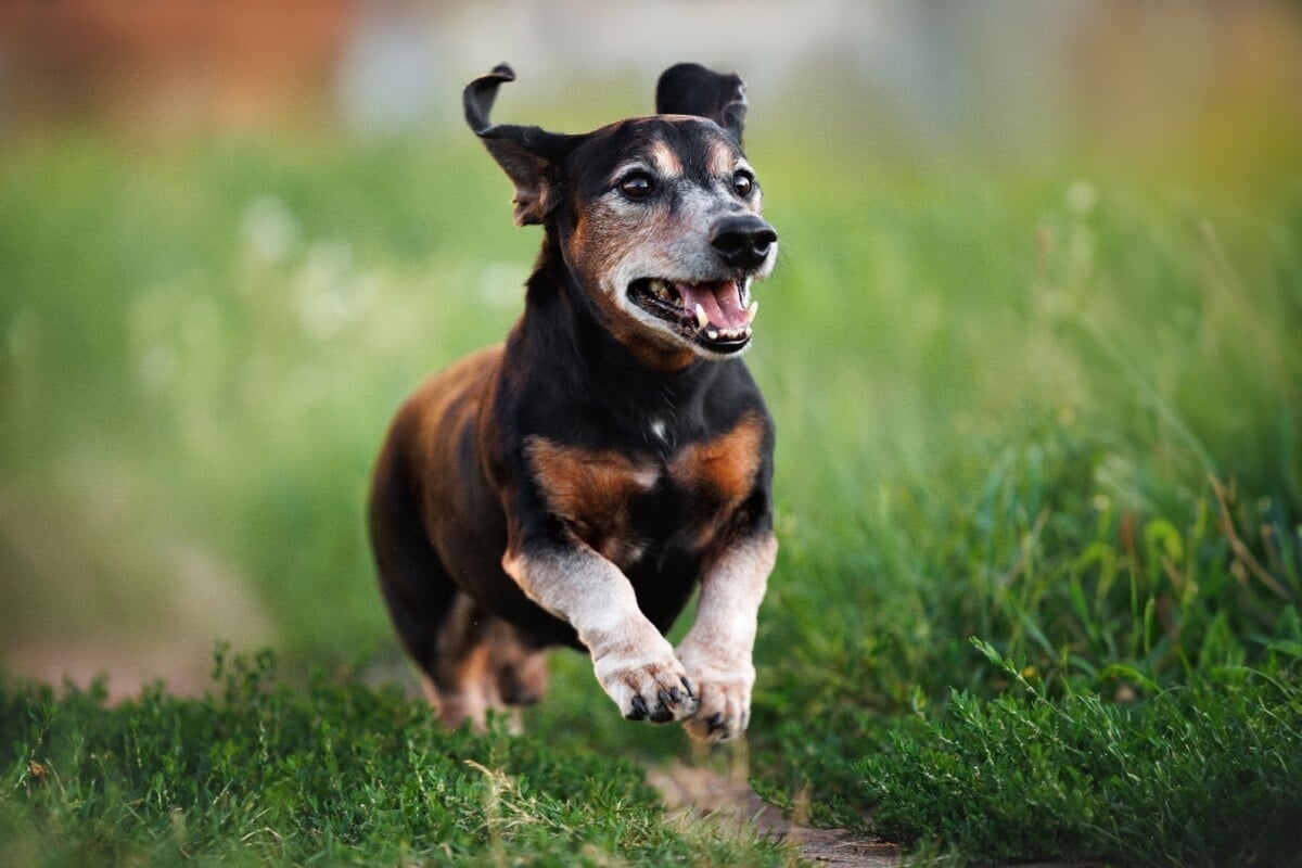 Mesmo quando idosos, muitos animais continuam ativos, brincalhões e saudáveis por vários anos (Imagem: otsphoto | Shutterstock)