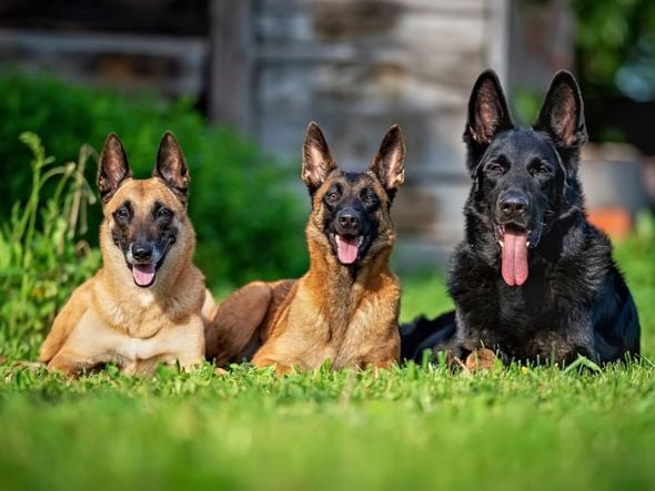 Imagem - 7 diferenças entre as raças pastor alemão e pastor belga malinois 