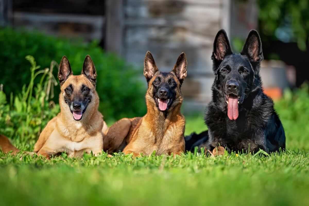 O pastor alemão e o pastor belga malinois compartilham semelhanças, mas são distintos em diversos aspectos (Imagem: Julia Malsagova | Shutterstock) 