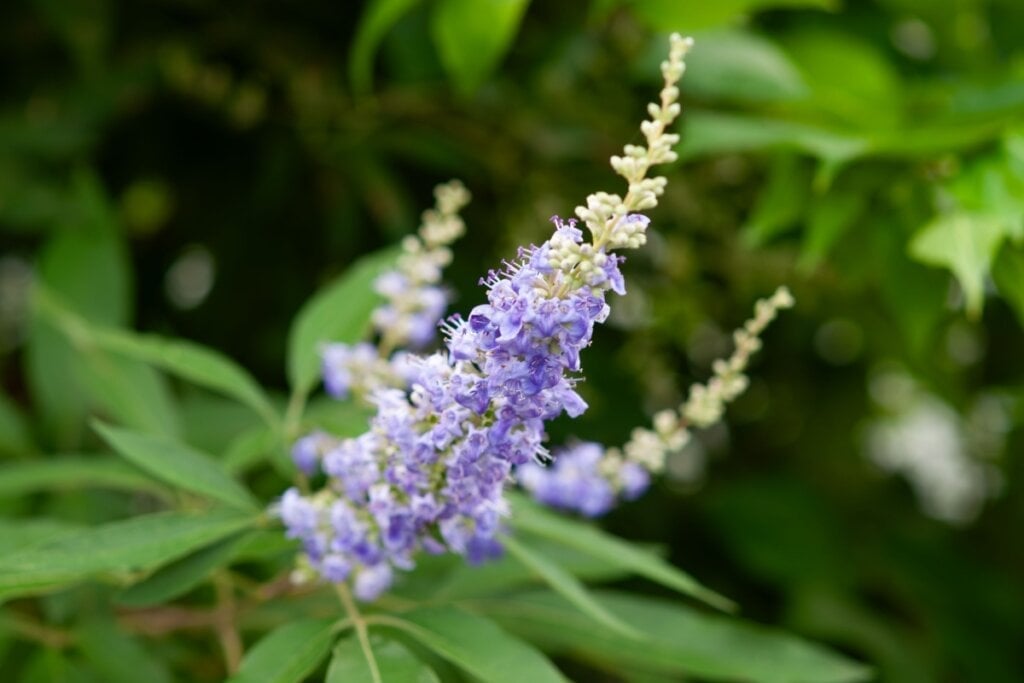 O vitex pode auxiliar no alívio da ansiedade e dos fogachos (Imagem: lemacpro | Shutterstock)