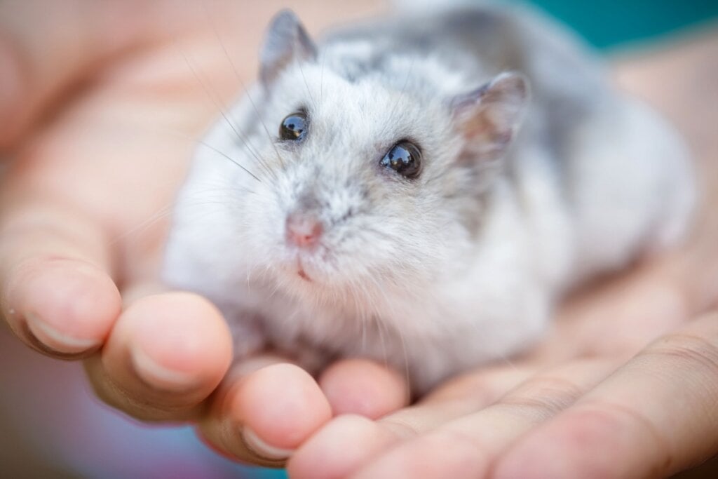 O hamster-anão-russo é um dos menores roedores domésticos (Imagem: sabza | Shutterstock) 