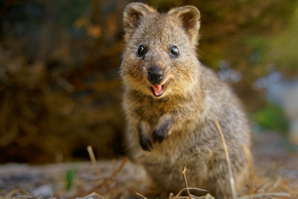 O quokka é conhecido como o &#8220;animal mais feliz do mundo&#8221; (Imagem: Martin Pelanek | Shutterstock) 