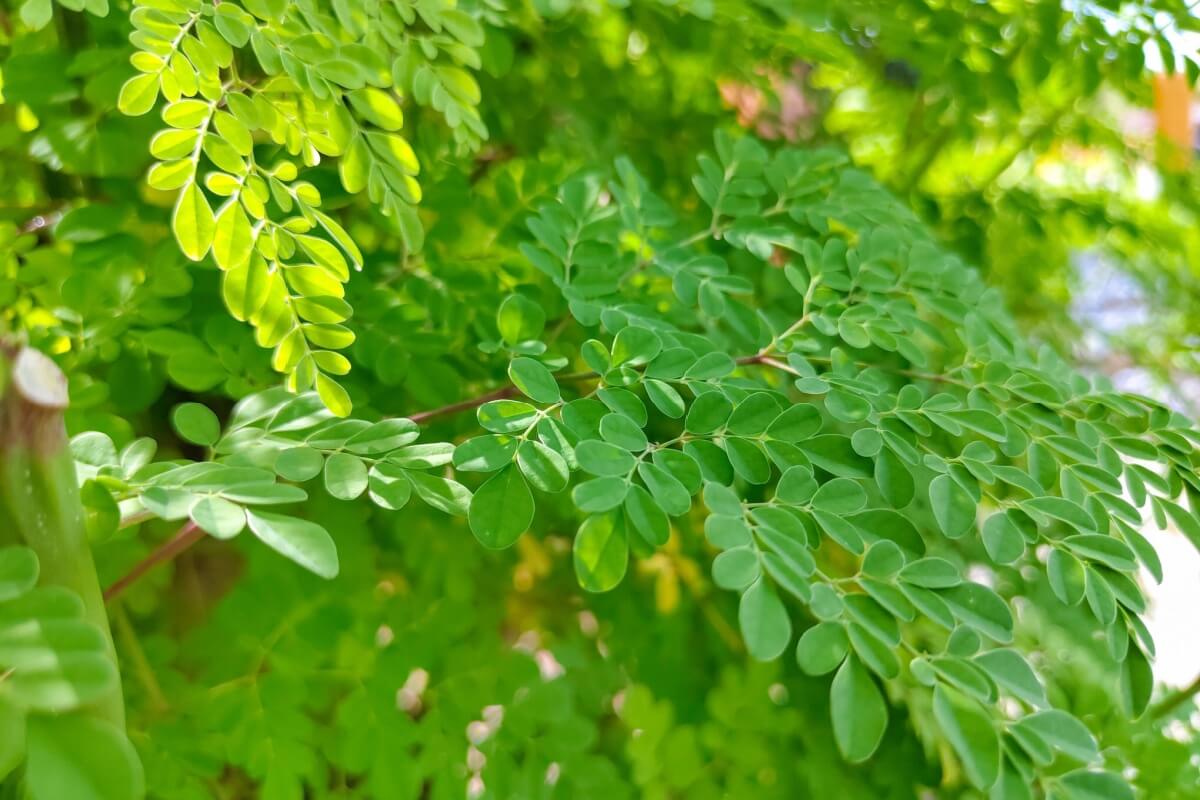 A moringa tem nutrientes essenciais para o bom funcionamento do organismo (Imagem: Mariahusain | Shutterstock)