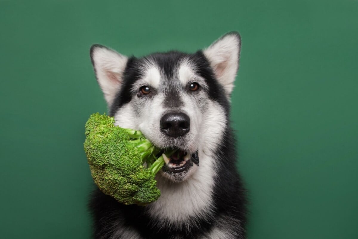 Alguns alimentos ajudam a manter a saúde bucal dos cães (Imagem: Ellina Balioz | Shutterstock) por Imagem: Ellina Balioz | Shutterstock