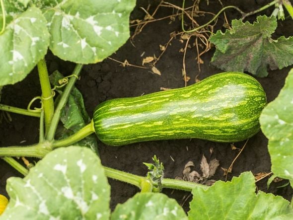 Imagem - 6 benefícios da abobrinha para a saúde e como incluí-la na dieta